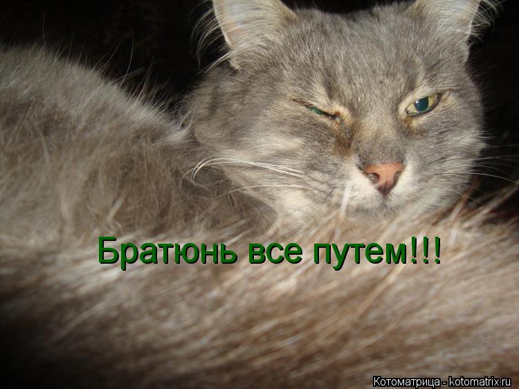 Братюнь все путем!!!... Котоматрица: Братюнь все путем!!!