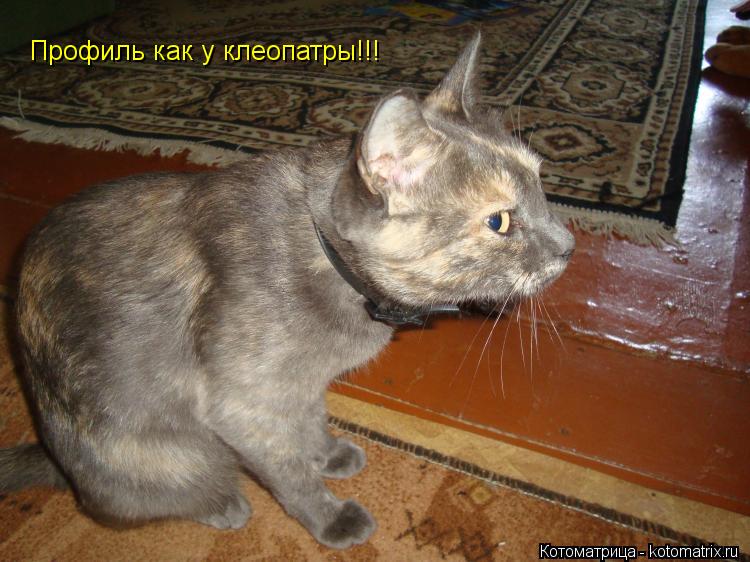 Профиль как у клеопатры!!!... Котоматрица: Профиль как у клеопатры!!!