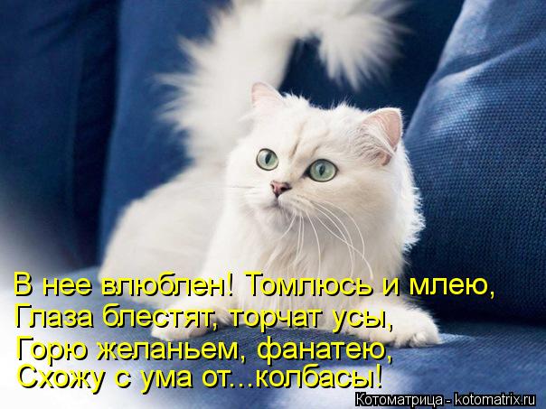 Котоматрица: В нее влюблен! Томлюсь и млею, Глаза блестят, торчат усы,  Горю желаньем, фанатею, Схожу с ума от...колбасы!