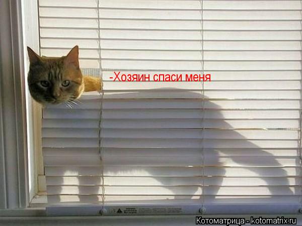 -Хозяин спаси меня... Котоматрица: -Хозяин спаси меня