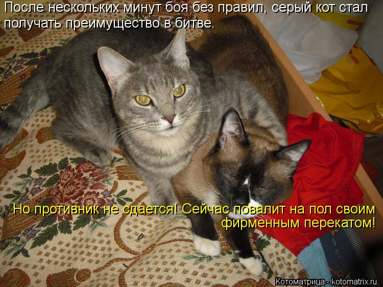 После нескольких минут боя без правил, серый кот стал получать преимущество в битве. Но противник не ... Котоматрица: После нескольких минут боя без правил, серый кот стал получать преимущество в битве. Но противник не сдается! Сейчас повалит на пол своим фи