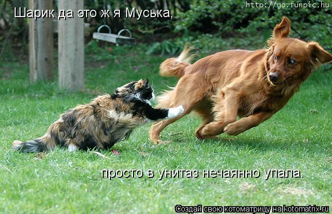Шарик да это ж я Муська, просто в унитаз нечаянно упала. Шарик да это ж я Муська, просто в унитаз не... Котоматрица: Шарик да это ж я Муська, просто в унитаз нечаянно упала. Шарик да это ж я Муська, просто в унитаз нечаянно упала.
