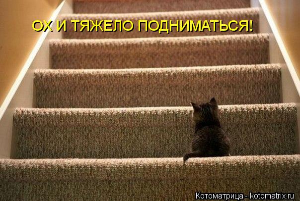 ОХ И ТЯЖЕЛО ПОДНИМАТЬСЯ!... Котоматрица: ОХ И ТЯЖЕЛО ПОДНИМАТЬСЯ!