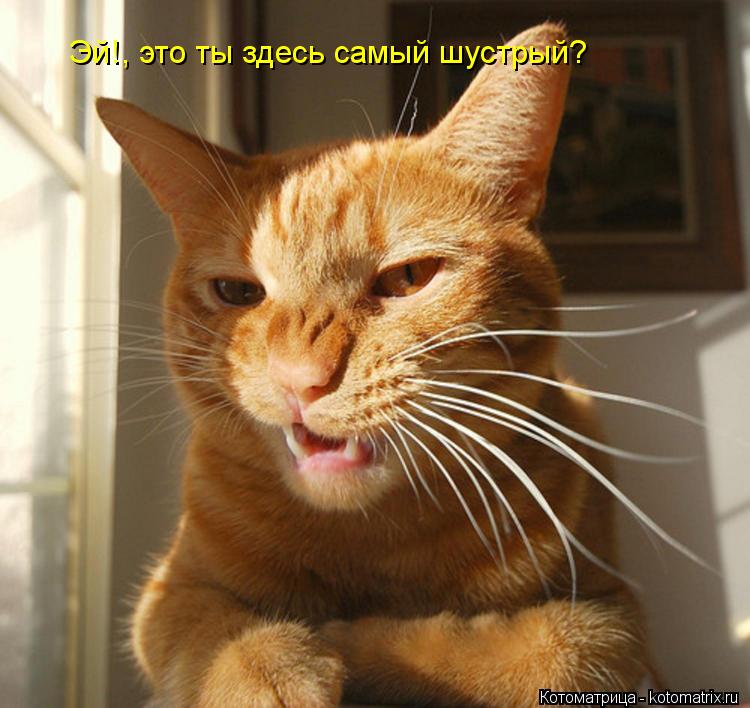 Эй!, это ты здесь самый шустрый?... Котоматрица: Эй!, это ты здесь самый шустрый?