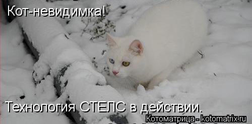 Кот-невидимка! Технология СТЕЛС в действии.... Котоматрица: Кот-невидимка! Технология СТЕЛС в действии.