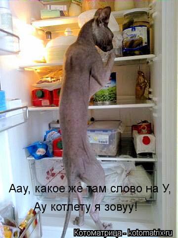 Ау котлету я зовуу! Аау, какое же там слово на У,... Котоматрица: Ау котлету я зовуу! Аау, какое же там слово на У,