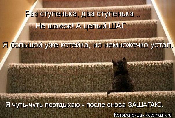 Котоматрица: Раз ступенька, два ступенька... Не шажок! А целый ШАГ. Я чуть-чуть поотдыхаю - после снова ЗАШАГАЮ. Я большой уже котейка, но немножечко устал.