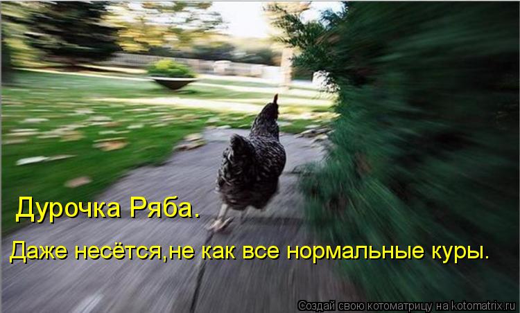 Дурочка Ряба. Даже несётся,не как все нормальные куры.... Котоматрица: Дурочка Ряба. Даже несётся,не как все нормальные куры.
