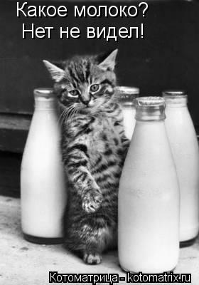 Котоматрица: Какое молоко? Нет не видел!