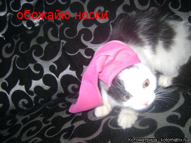 обожайю носки... Котоматрица: обожайю носки