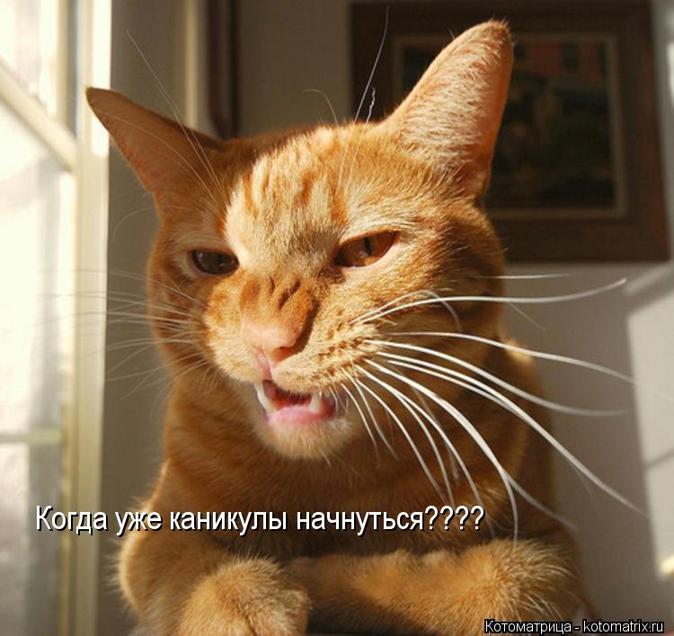 Когда уже каникулы начнуться????... Котоматрица: Когда уже каникулы начнуться????