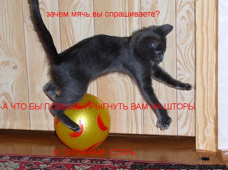 зачем мячь,вы спрашиваете? А ЧТО БЫ ПОВЫШЕ ПРЫГНУТЬ ВАМ НА ШТОРЫ И ТАРЗАНАМ СТАТЬ... Котоматрица: зачем мячь,вы спрашиваете? А ЧТО БЫ ПОВЫШЕ ПРЫГНУТЬ ВАМ НА ШТОРЫ И ТАРЗАНАМ СТАТЬ
