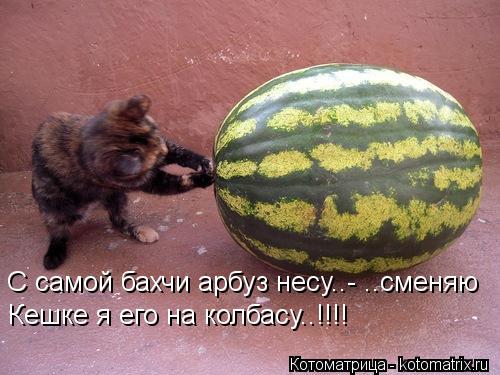 С самой бахчи арбуз несу..- ..сменяю Кешке я его на колбасу..!!!!... Котоматрица: С самой бахчи арбуз несу..- ..сменяю Кешке я его на колбасу..!!!!