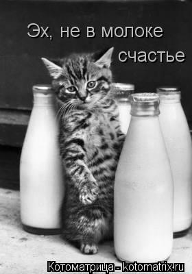Эх, не в молоке счастье... Котоматрица: Эх, не в молоке счастье