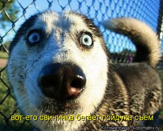 вот-ето свининка бегает пойдука съем... Котоматрица: вот-ето свининка бегает пойдука съем