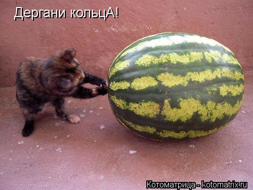 Дергани кольцА!... Котоматрица: Дергани кольцА!