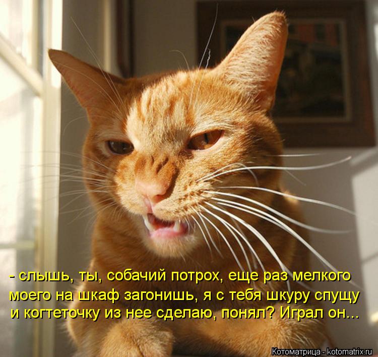 Котоматрица: - слышь, ты, собачий потрох, еще раз мелкого моего на шкаф загонишь, я с тебя шкуру спущу и когтеточку из нее сделаю, понял? Играл он...
