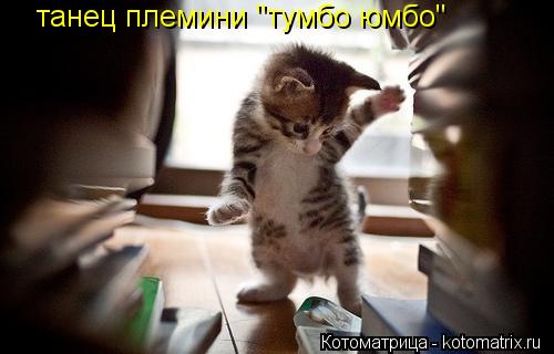 танец племини "тумбо юмбо"... Котоматрица: танец племини "тумбо юмбо"