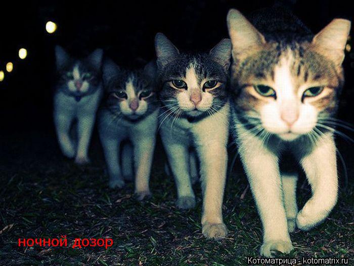 ночной дозор... Котоматрица: ночной дозор
