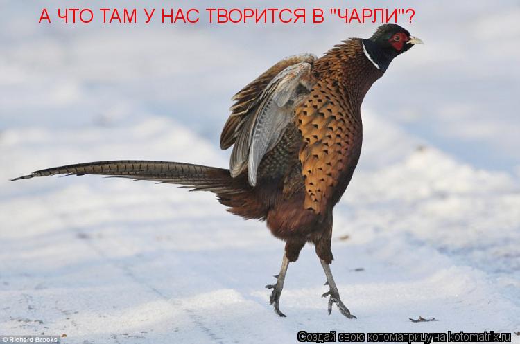 А ЧТО ТАМ У НАС ТВОРИТСЯ В "ЧАРЛИ"?... Котоматрица: А ЧТО ТАМ У НАС ТВОРИТСЯ В "ЧАРЛИ"?