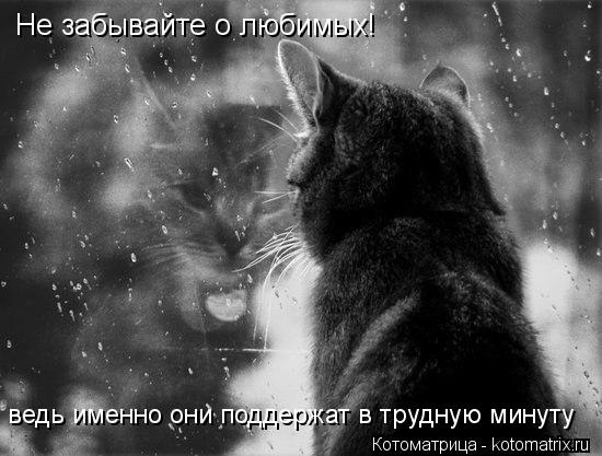 Не забывайте о любимых! ведь именно они поддержат в трудную минуту... Котоматрица: Не забывайте о любимых! ведь именно они поддержат в трудную минуту