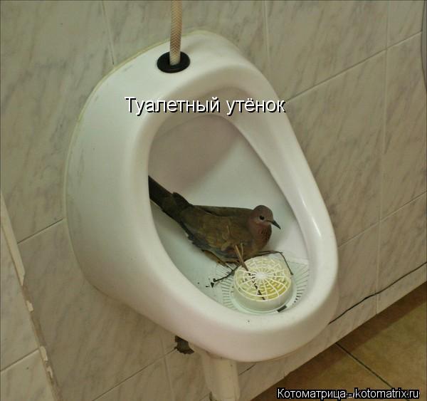 Туалетный утёнок... Котоматрица: Туалетный утёнок
