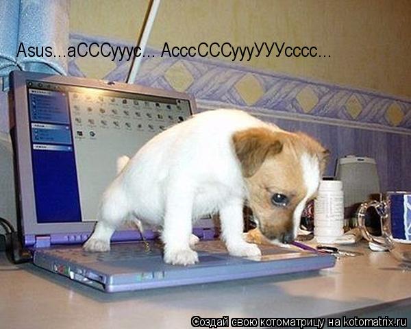 Asus...аСССууус... АсссСССуууУУУсссс...... Котоматрица: Asus...аСССууус... АсссСССуууУУУсссс...