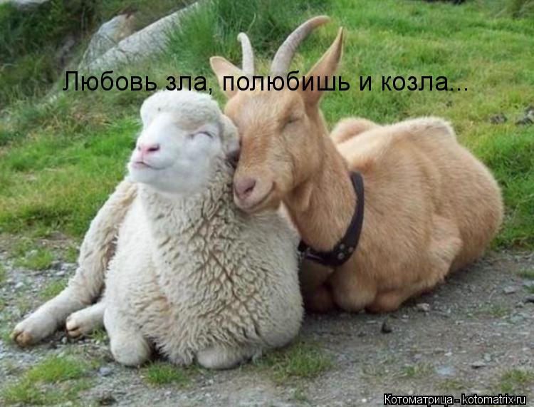 Любовь зла, полюбишь и козла...... Котоматрица: Любовь зла, полюбишь и козла...