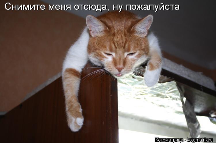 Снимите меня отсюда, ну пожалуйста... Котоматрица: Снимите меня отсюда, ну пожалуйста