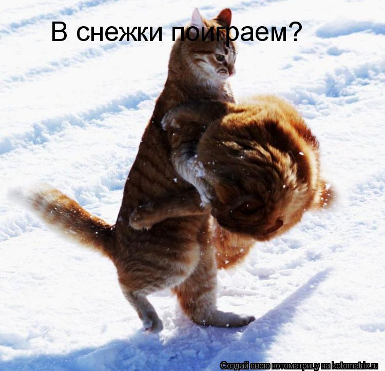 В снежки поиграем?... Котоматрица: В снежки поиграем?