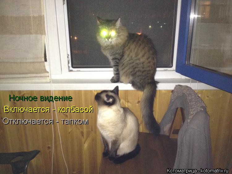 Ночное видение Включается - колбасой Отключается - тапком... Котоматрица: Ночное видение Включается - колбасой Отключается - тапком