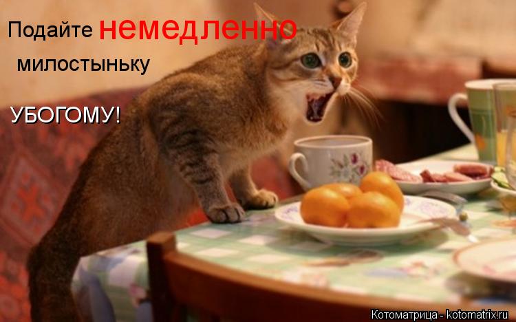Подайте немедленно милостыньку УБОГОМУ!... Котоматрица: Подайте немедленно милостыньку УБОГОМУ!