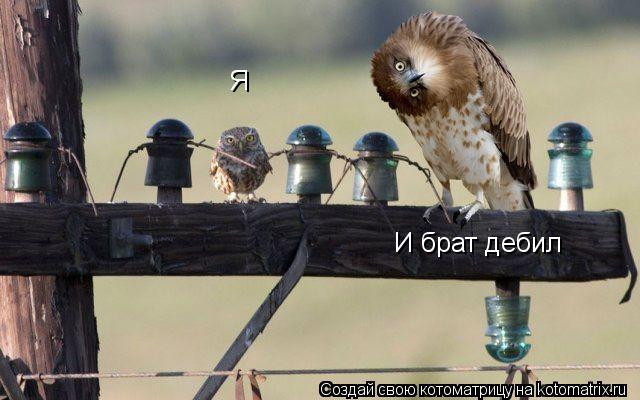 И брат дебил Я... Котоматрица: И брат дебил Я