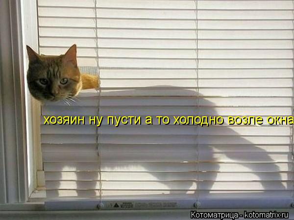 хозяин ну пусти а то холодно возле окна... Котоматрица: хозяин ну пусти а то холодно возле окна