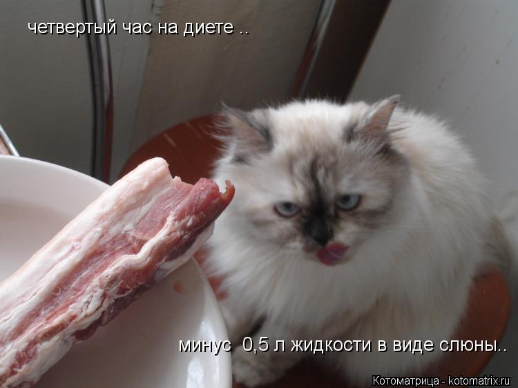 четвертый час на диете .. минус 0,5 л жидкости в виде слюны..... Котоматрица: четвертый час на диете .. минус 0,5 л жидкости в виде слюны..