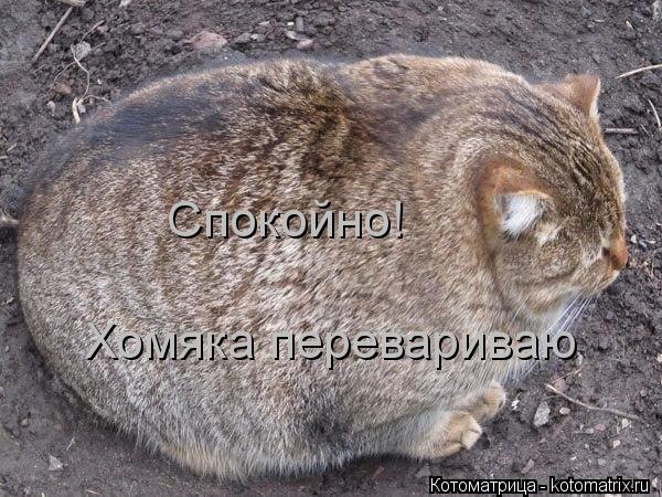 Спокойно! Хомяка перевариваю... Котоматрица: Спокойно! Хомяка перевариваю