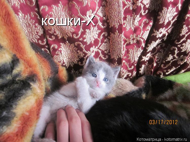 кошки-Х кошки-Х... Котоматрица: кошки-Х кошки-Х