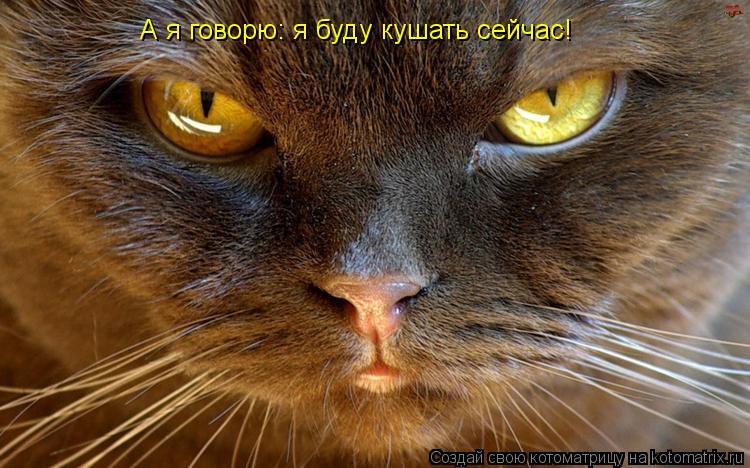 А я говорю: я буду кушать сейчас!... Котоматрица: А я говорю: я буду кушать сейчас!