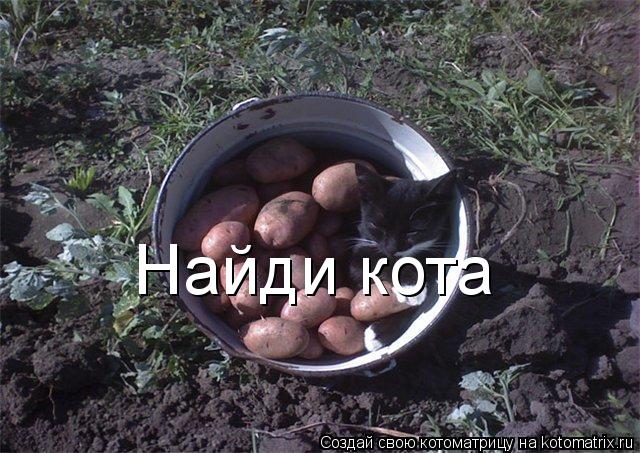 Найди кота... Котоматрица: Найди кота