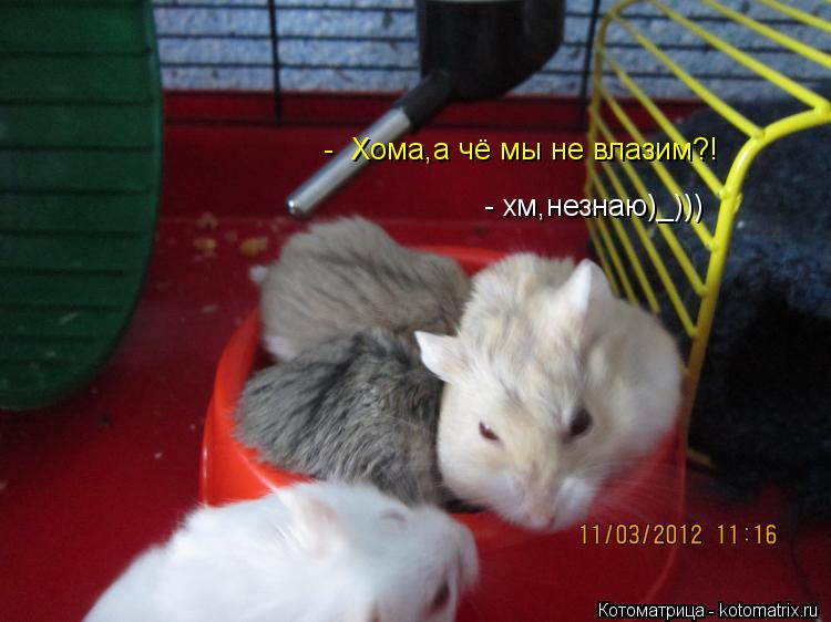 - Хома,а чё мы не влазим?! - хм,незнаю)_)))... Котоматрица: - Хома,а чё мы не влазим?! - хм,незнаю)_)))