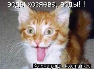 воды хозяева, воды!!!... Котоматрица: воды хозяева, воды!!!