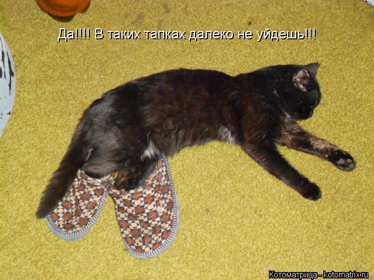 Да!!!! В таких тапках далеко не уйдешь!!!... Котоматрица: Да!!!! В таких тапках далеко не уйдешь!!!
