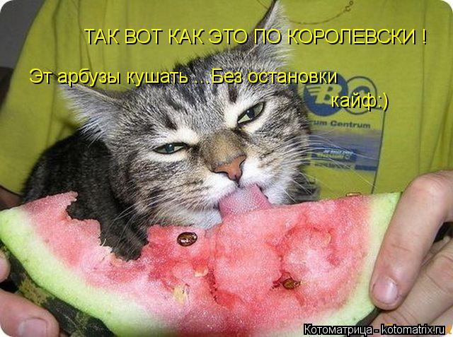 ТАК ВОТ КАК ЭТО ПО КОРОЛЕВСКИ ! Эт арбузы кушать ...Без остановки кайф:)... Котоматрица: ТАК ВОТ КАК ЭТО ПО КОРОЛЕВСКИ ! Эт арбузы кушать ...Без остановки кайф:)