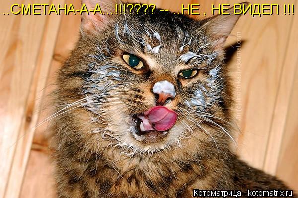 ..СМЕТАНА-А-А...!!!???? -- ..НЕ , НЕ ВИДЕЛ !!!... Котоматрица: ..СМЕТАНА-А-А...!!!???? -- ..НЕ , НЕ ВИДЕЛ !!!