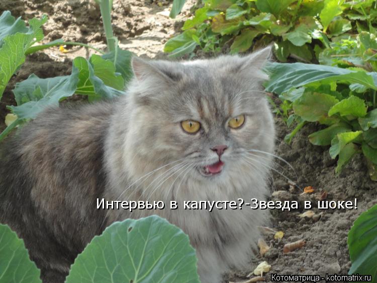 Интервью в капусте?-Звезда в шоке!... Котоматрица: Интервью в капусте?-Звезда в шоке!