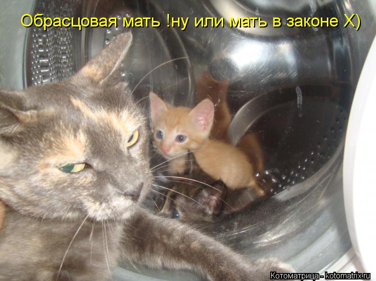 Обрасцовая мать !ну или мать в законе Х)... Котоматрица: Обрасцовая мать !ну или мать в законе Х)
