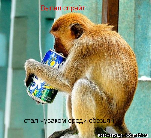 Выпил спрайт стал чуваком среди обезьян... Котоматрица: Выпил спрайт стал чуваком среди обезьян