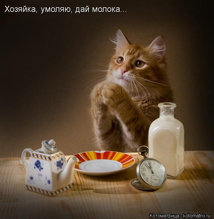 Хозяйка, умоляю, дай молока...... Котоматрица: Хозяйка, умоляю, дай молока...