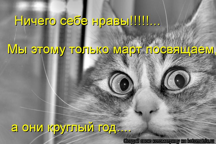Ничего себе нравы!!!!!... Мы этому только март посвящаем, а они круглый год....... Котоматрица: Ничего себе нравы!!!!!... Мы этому только март посвящаем, а они круглый год....