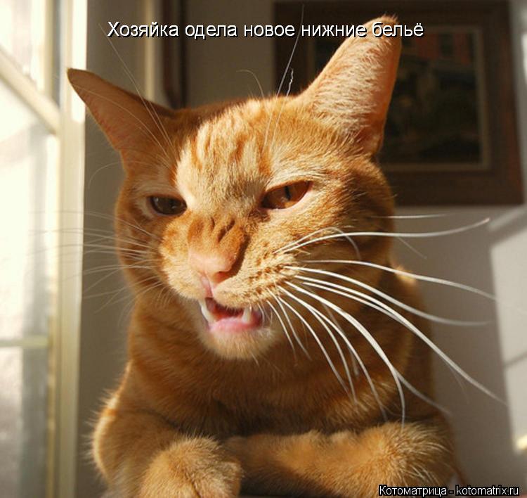 Котоматрица: Хозяйка одела новое нижние бельё Хозяйка одела новое нижние бельё Хозяйка одела новое нижние бельё
